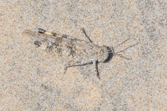 Heliastus subroseus