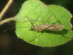 Amphineurus insulsus