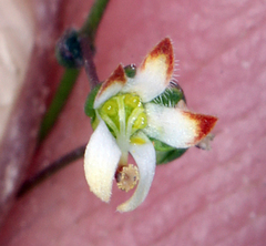 Nemacladus morefieldii