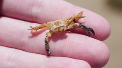 Hemigrapsus sanguineus