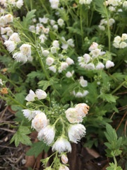 Phacelia fimbriata