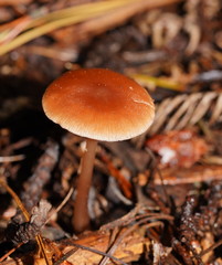 Lentinellus tasmanicus