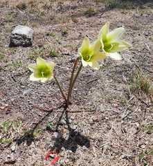 Zephyranthes concolor