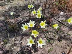 Zephyranthes concolor