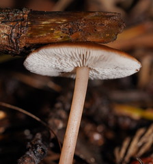 Lentinellus tasmanicus