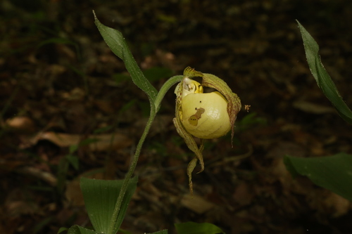 Image of Cypripedium kentuckiense by (c) Reid Hardin, some rights reserved (CC BY)