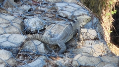 Ctenosaura hemilopha