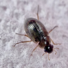 Berosus