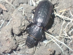 Mecodema sculpturatum
