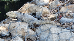 Ctenosaura hemilopha