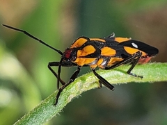 Oncopeltus spectabilis