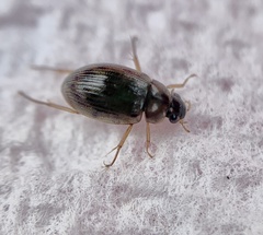 Berosus
