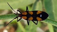 Oncopeltus spectabilis