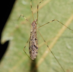 Epiphragma hardyi