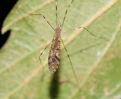 Epiphragma hardyi