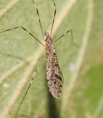 Epiphragma hardyi