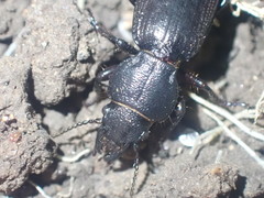 Mecodema sculpturatum