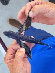 Whitetip Flyingfish photo 4