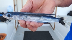 Whitetip Flyingfish photo 3
