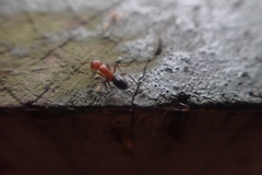 Camponotus decipiens