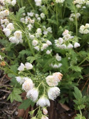 Phacelia fimbriata