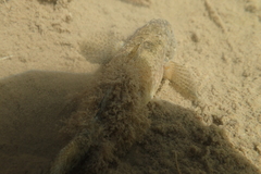 Gobiomorphus breviceps