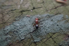 Camponotus decipiens