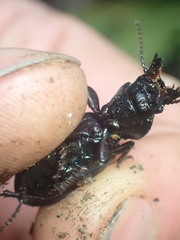 Mecodema sculpturatum