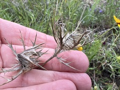 Eryngium leavenworthii