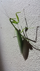 Macromantis nicaraguae