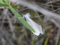 Schoenobiinae