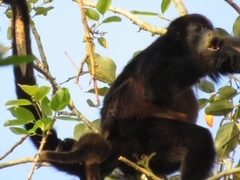 Alouatta