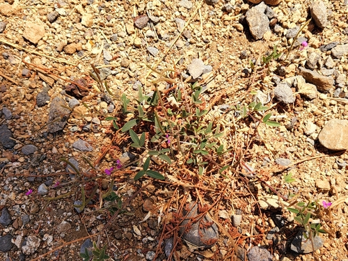 Image of Desmodium scorpiurus by (c) Casey H. Richart, some rights reserved (CC BY)