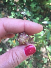 Fritillaria affinis affinis