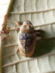 Cryptorhynchus melastomae