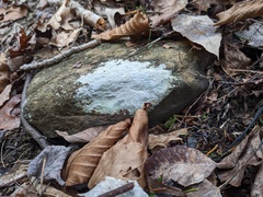 Trapelia placodioides