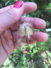 Fritillaria affinis affinis