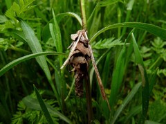 Canephora hirsuta