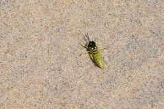 Microbembex monodonta