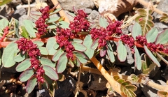 Euphorbia anthonyi