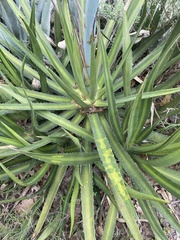Agave univittata