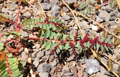 Euphorbia anthonyi
