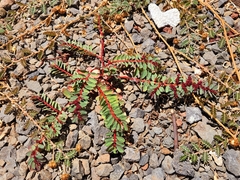 Euphorbia anthonyi