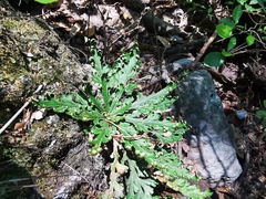 Selaginella novoleonensis