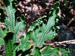 Selaginella novoleonensis