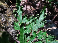 Selaginella novoleonensis