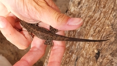 Urosaurus auriculatus