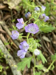 Phacelia hirsuta