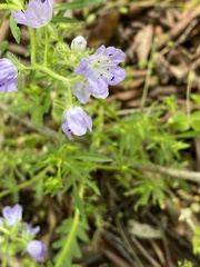 Phacelia hirsuta