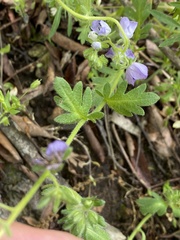 Phacelia hirsuta